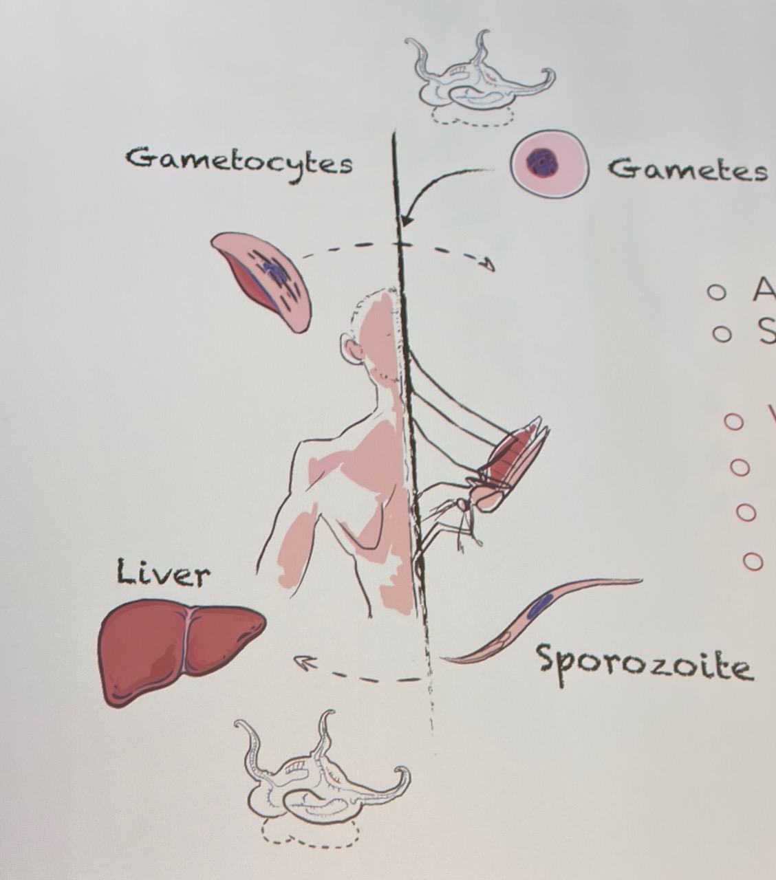 Beautiful illustrations related to malaria